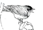 鸟