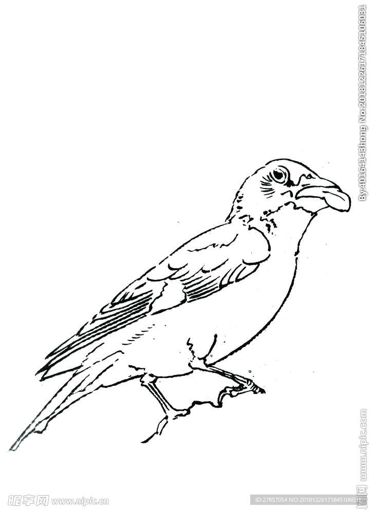 鸟