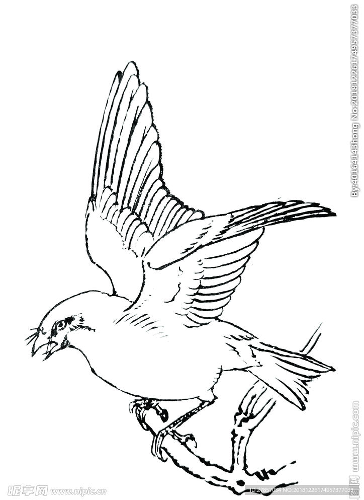鸟