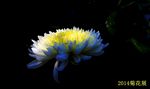 菊