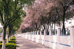 樱花大道