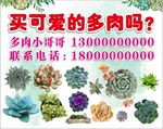 多肉海报