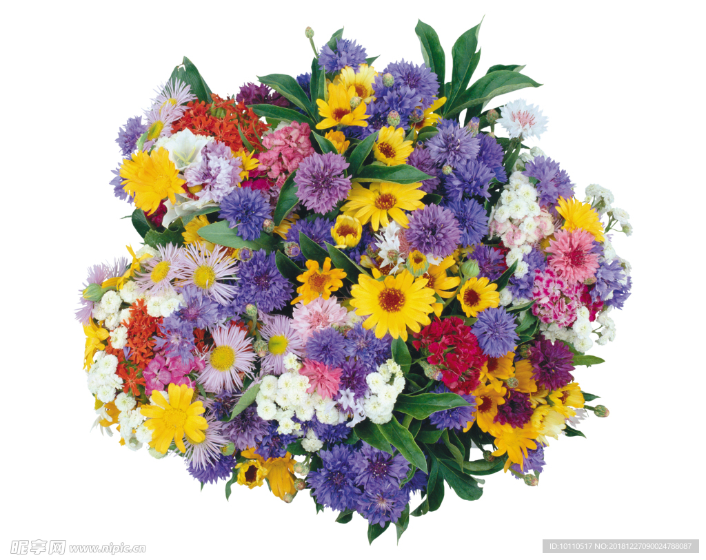 鲜花  花朵   菊花