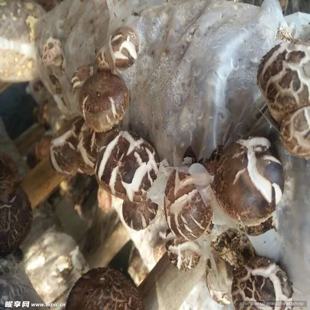 香菇蘑菇