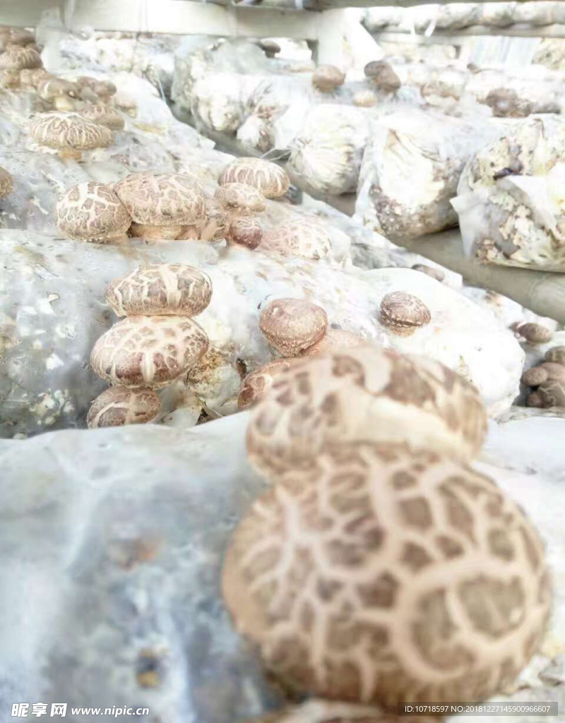 香菇蘑菇