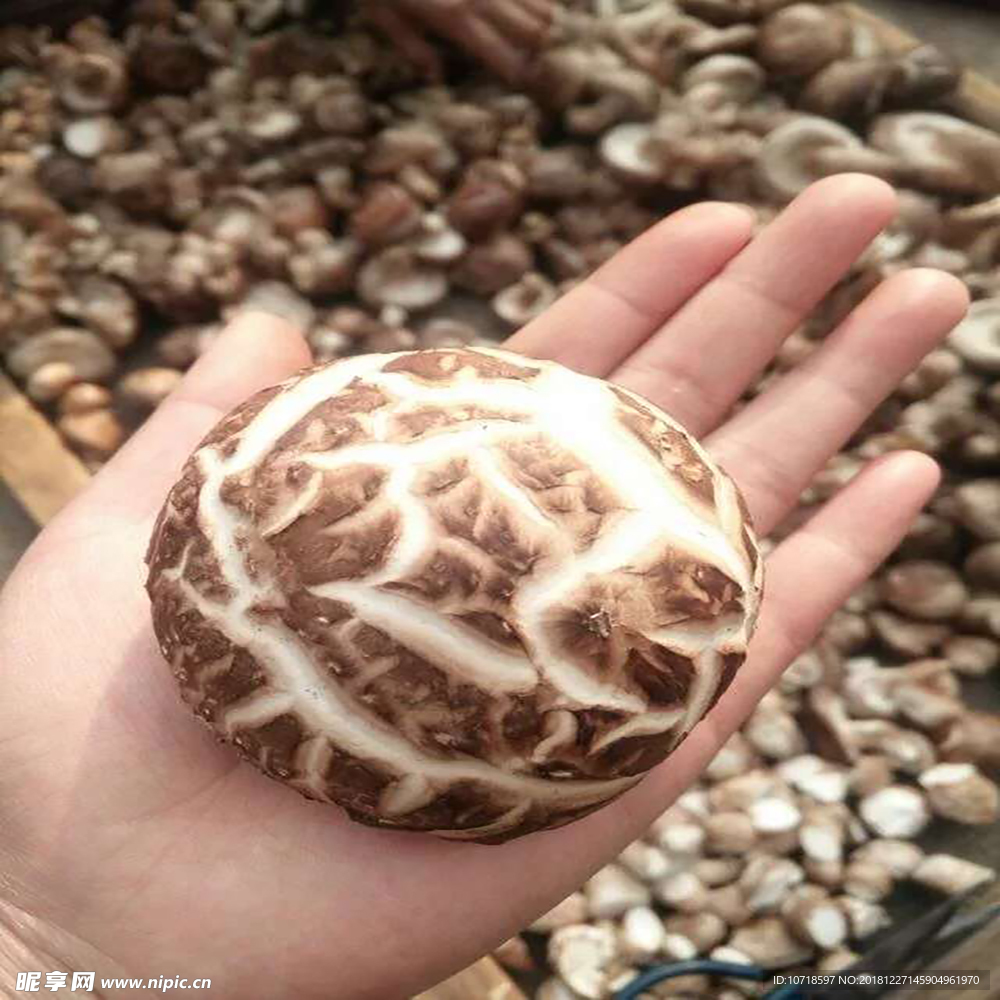 香菇蘑菇
