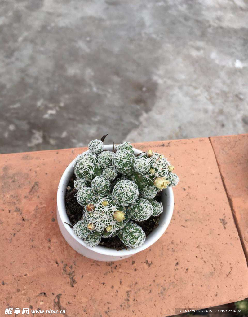 花卉