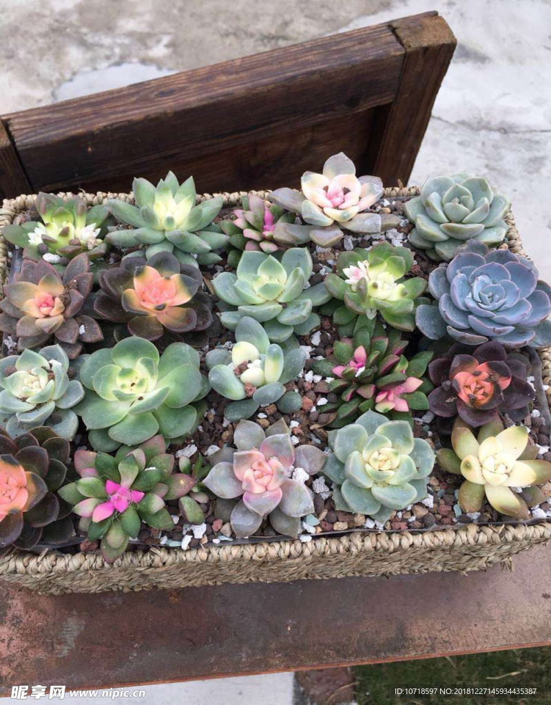 花卉