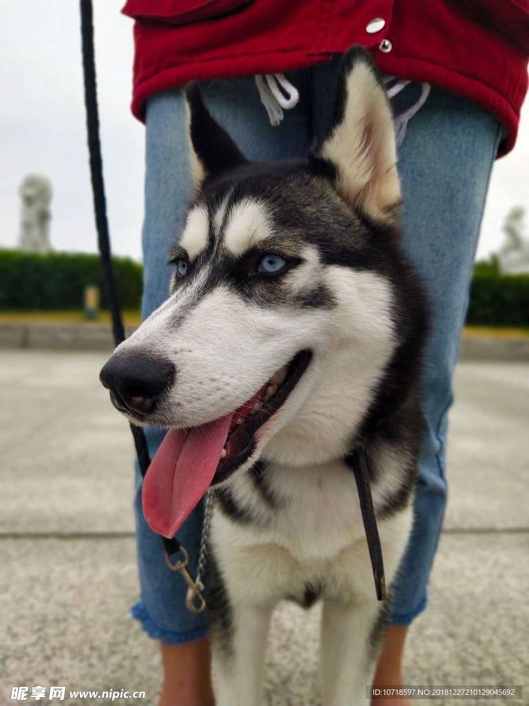 小狗狗