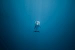海豚