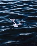 海鸥飞过大海