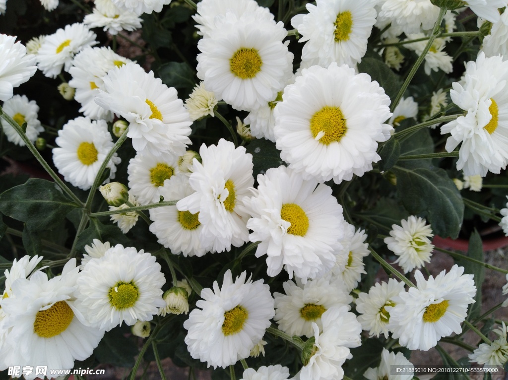 菊花