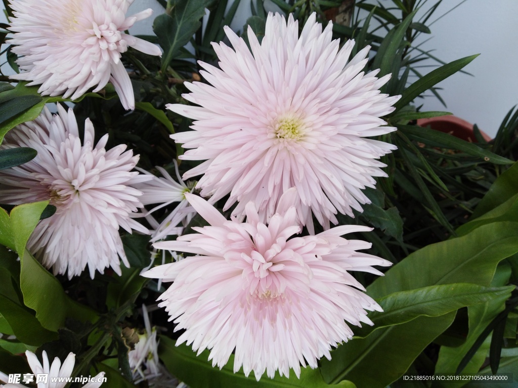 菊花