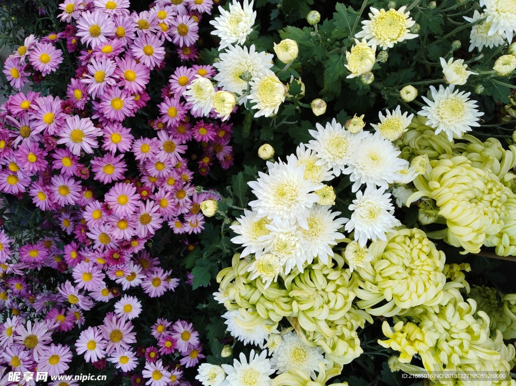 菊花
