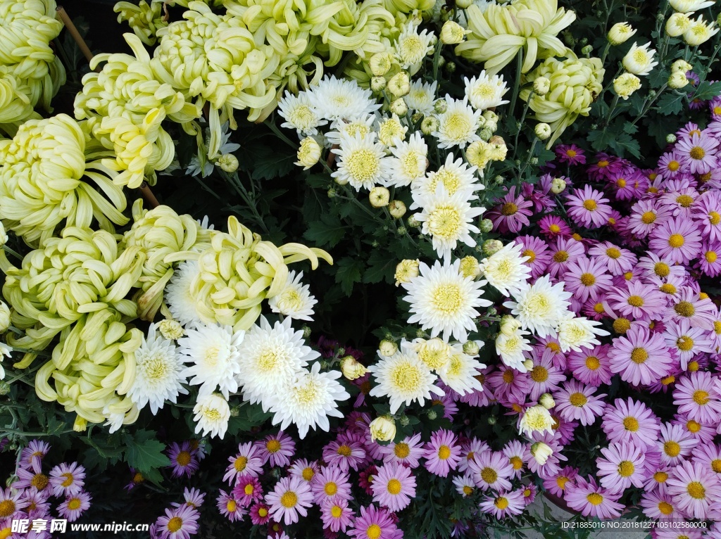 菊花