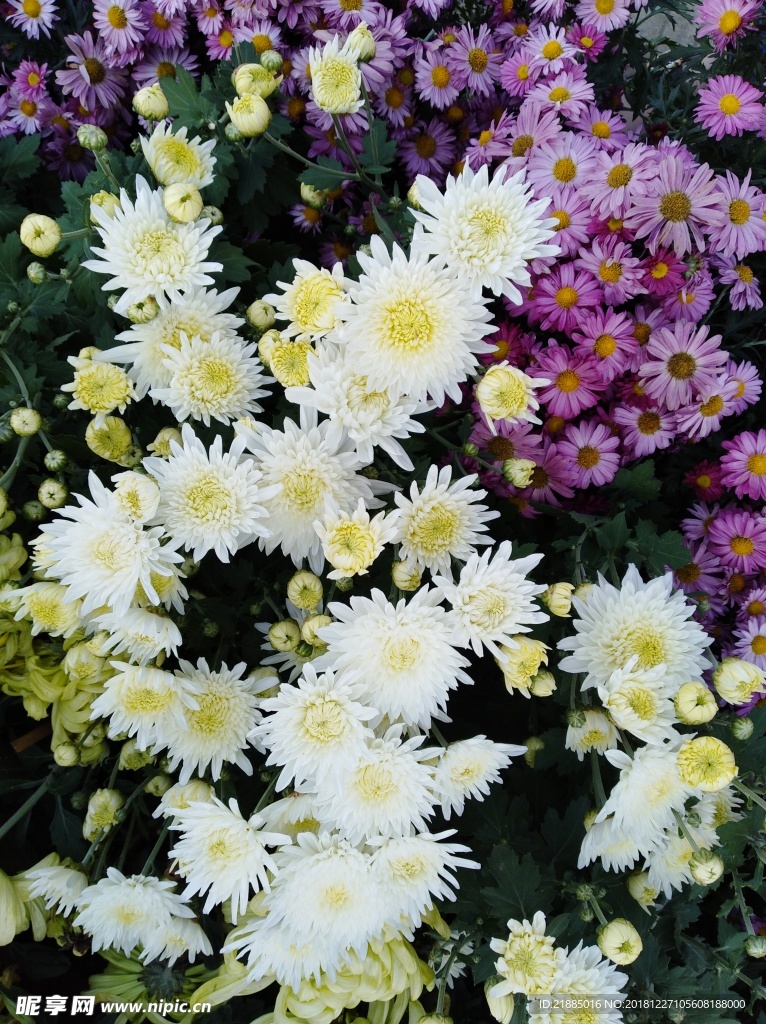 菊花