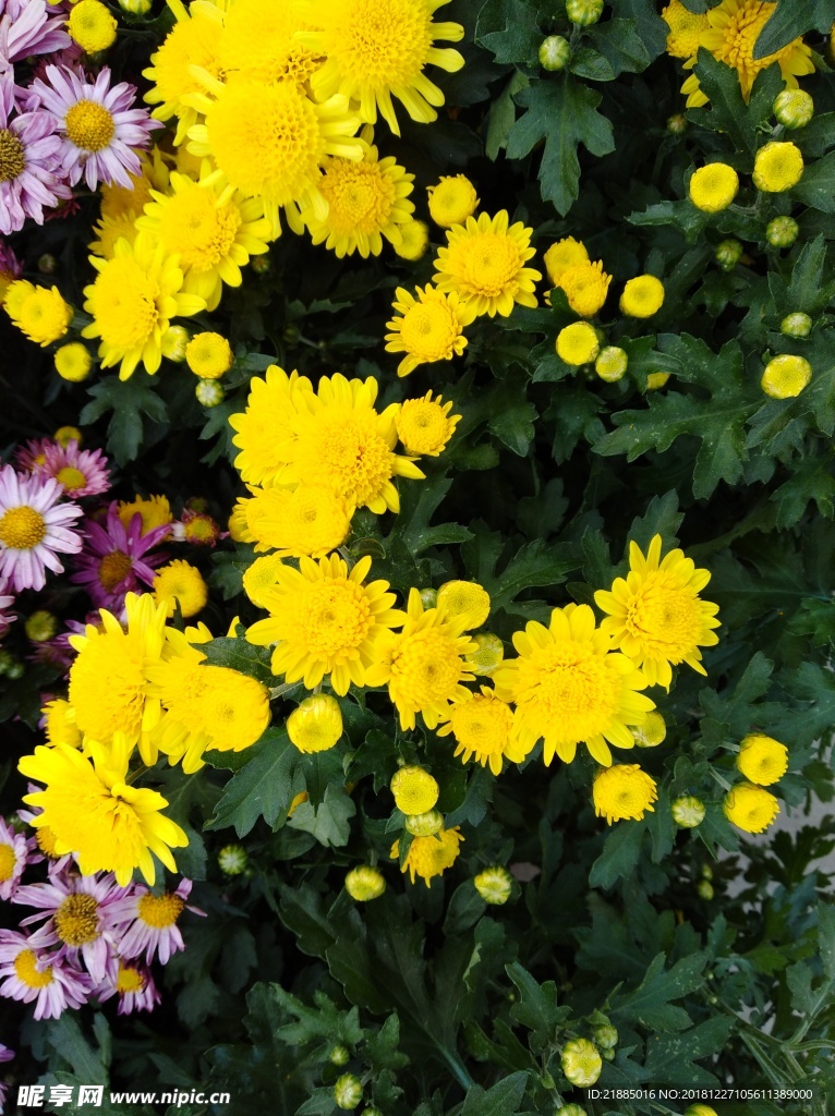 菊花