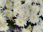 白菊花