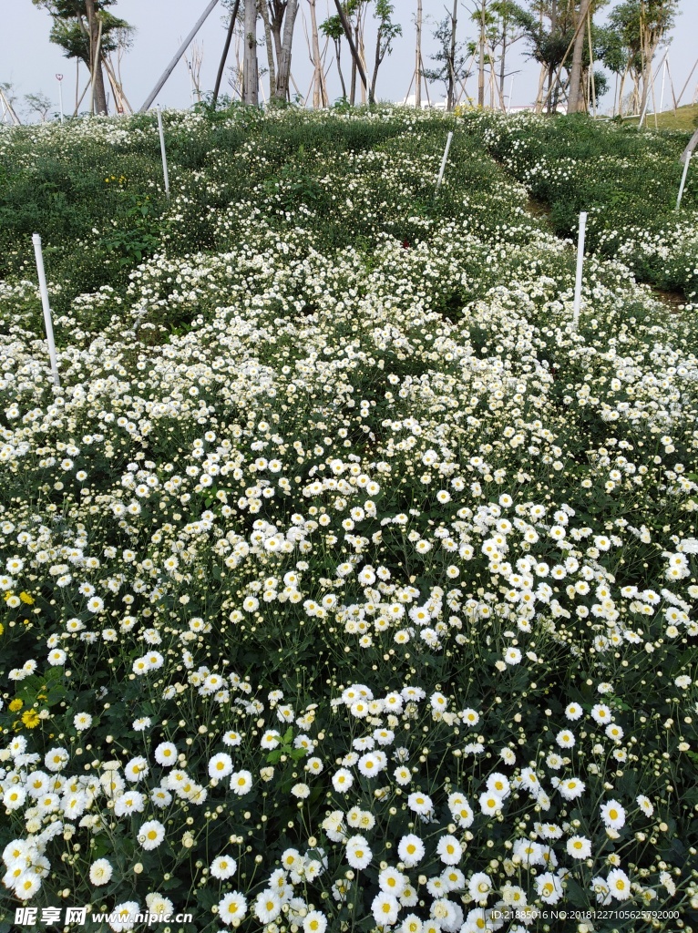 小菊花