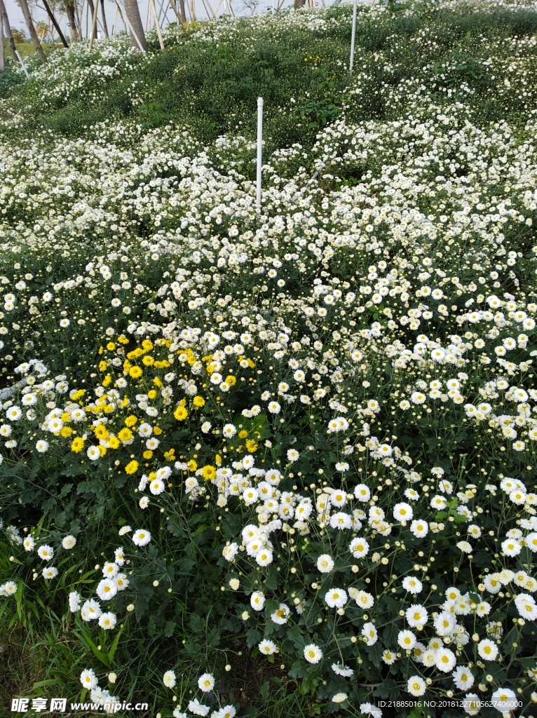 小菊花