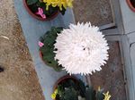白菊花