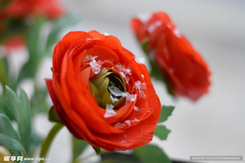 菊花雪晶