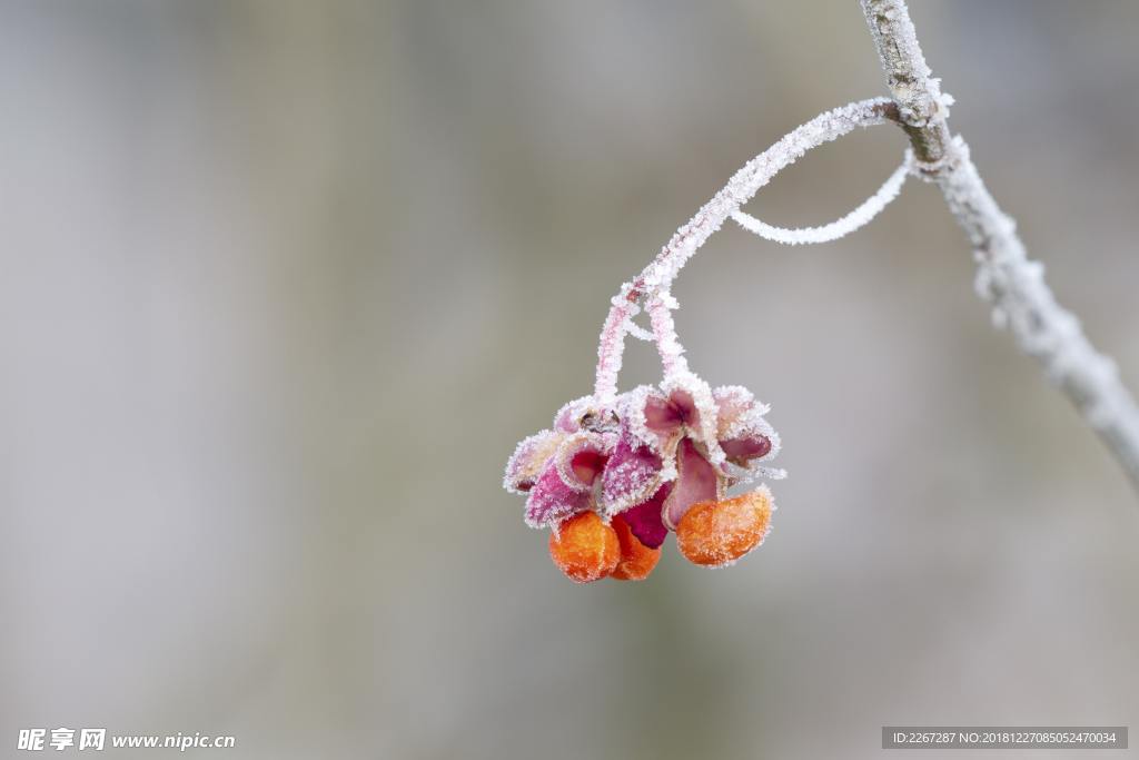 雪霜花