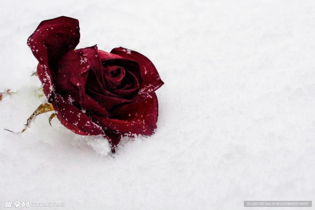 雪地里的玫瑰花