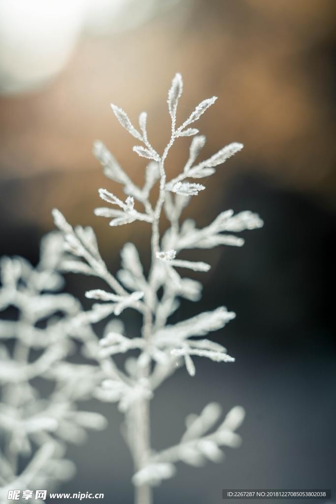 被雪裹着的枝条