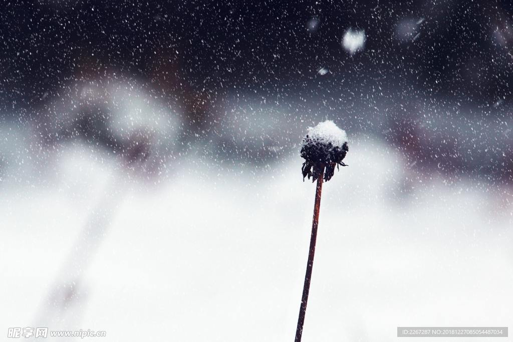 雪中的蒲公英