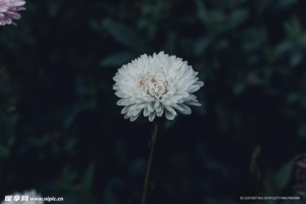 菊花
