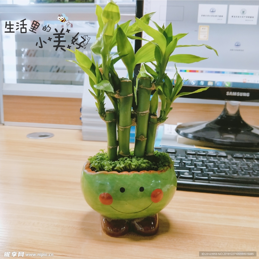 富贵竹植物