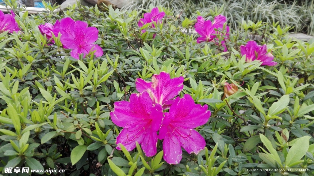 房地产花朵