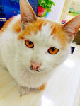 猫咪