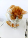 猫咪