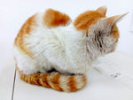 猫咪