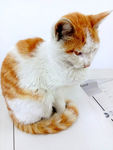 猫咪