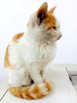 猫咪