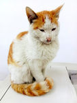 猫咪小猫