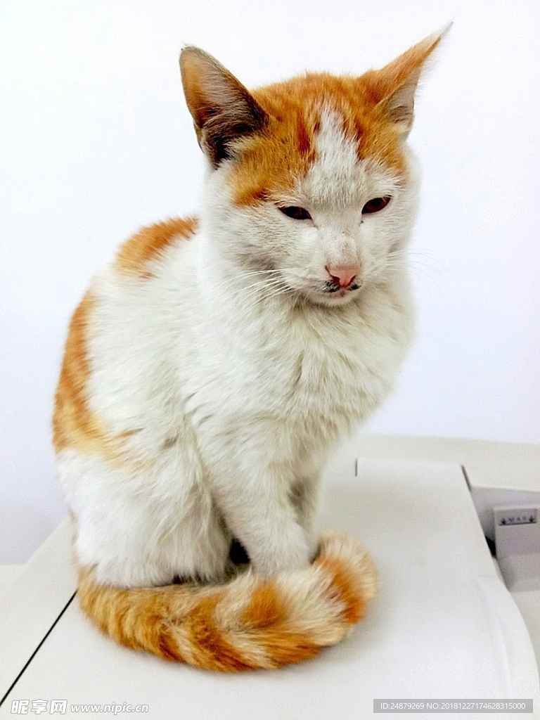 猫咪小猫