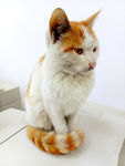 猫咪小猫