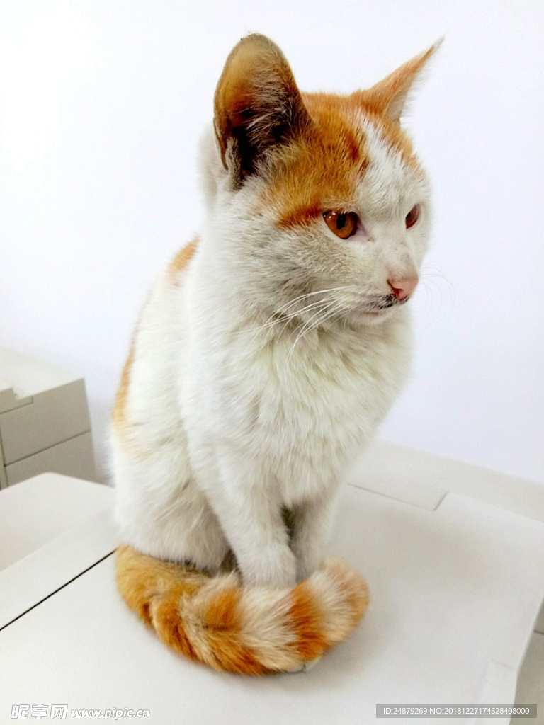 猫咪小猫