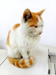 猫咪小猫