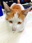 猫咪 小猫