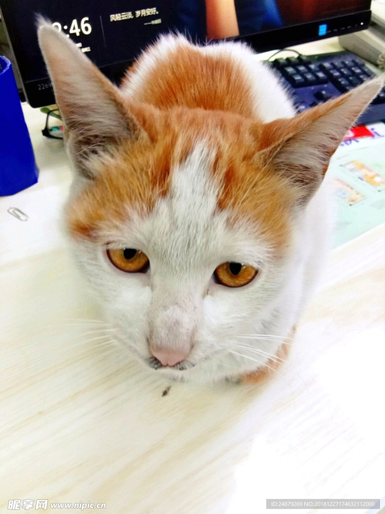 猫咪 小猫