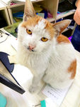 猫咪小猫