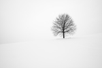 雪地