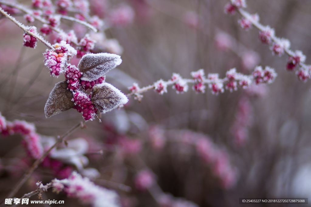 雪花