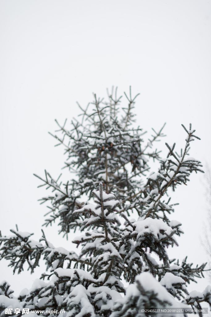 雪花