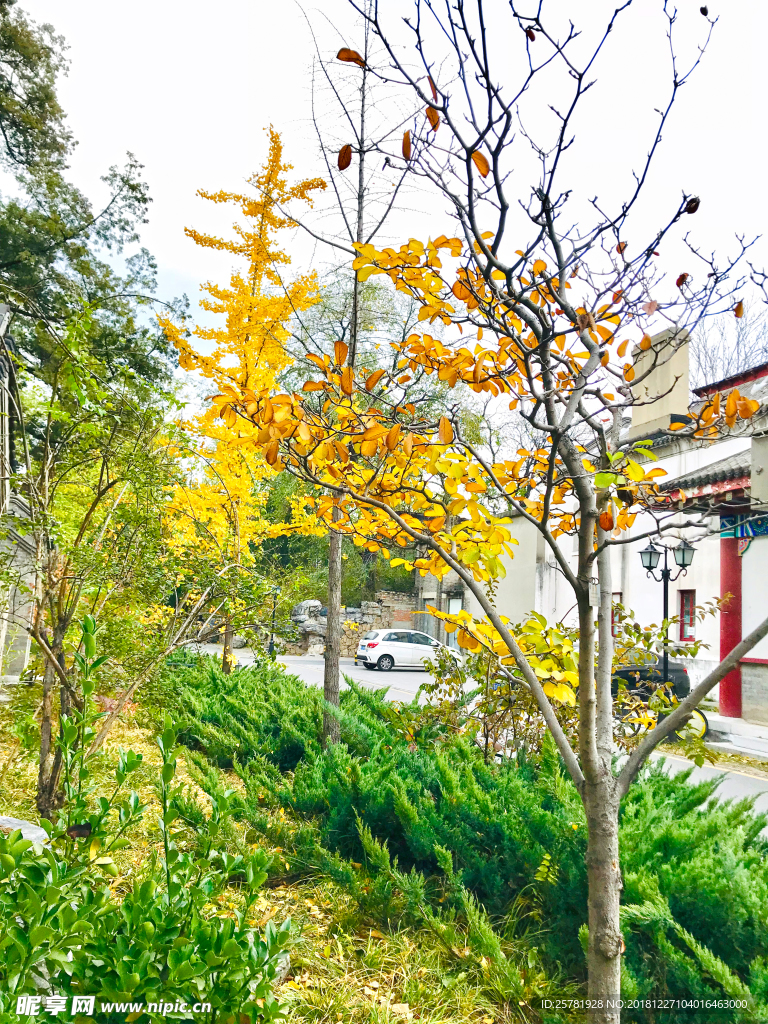 风景